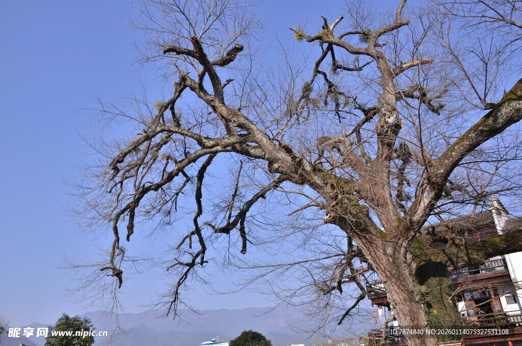 冬日枯树 尽显萧瑟之态