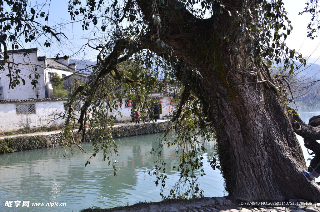 河畔古树立于绿水之畔