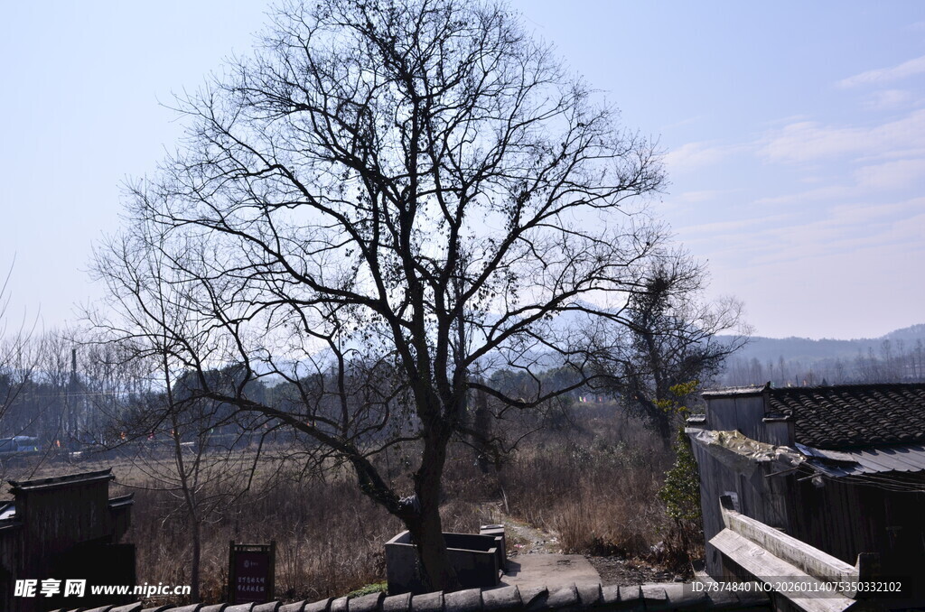 冬日枯树旁的萧瑟景象