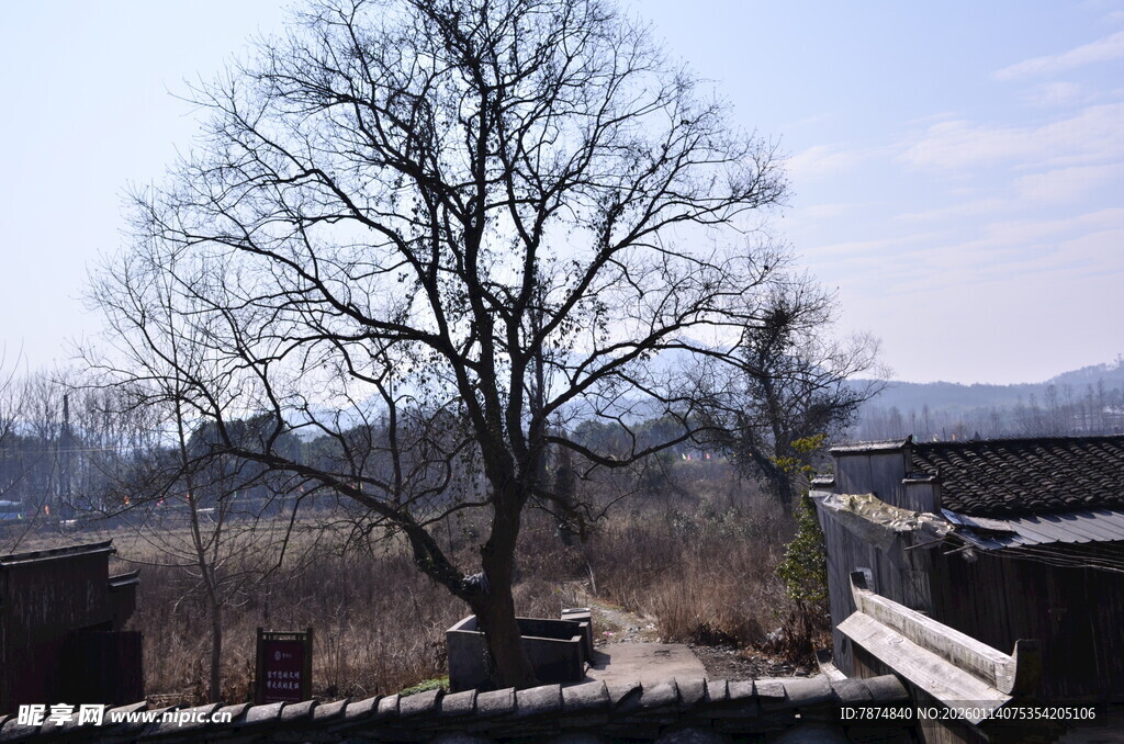 冬日枯树远景