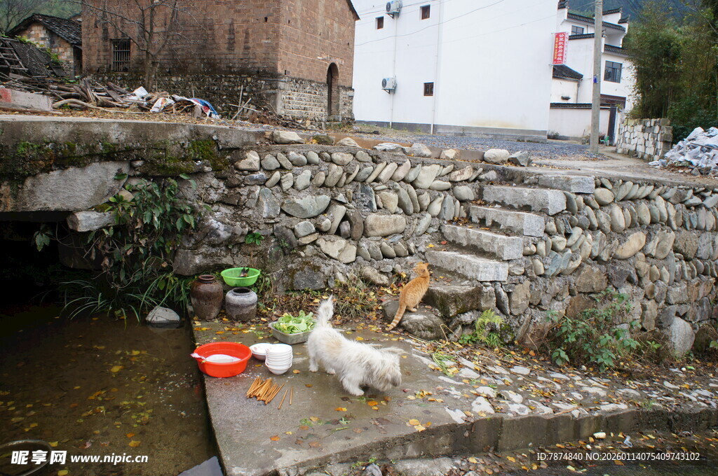溪边石台上休憩的白狗