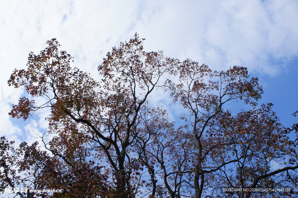 秋日蓝天中的树木剪影