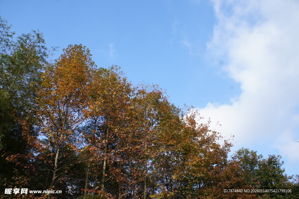 秋日树梢与蓝天白云