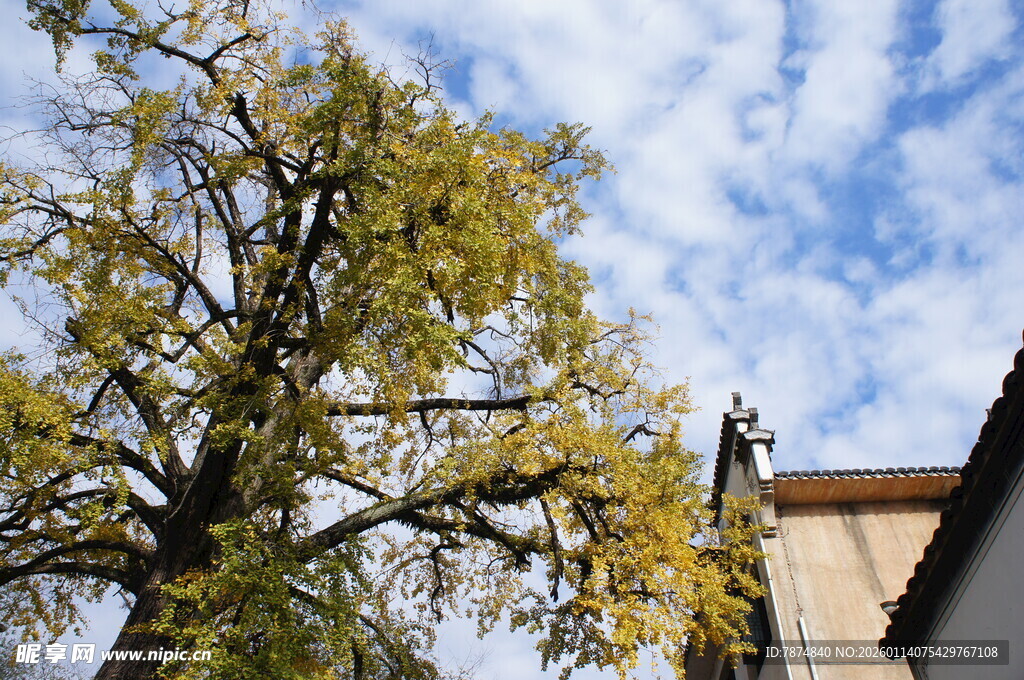 古树下的屋舍与蓝天白云