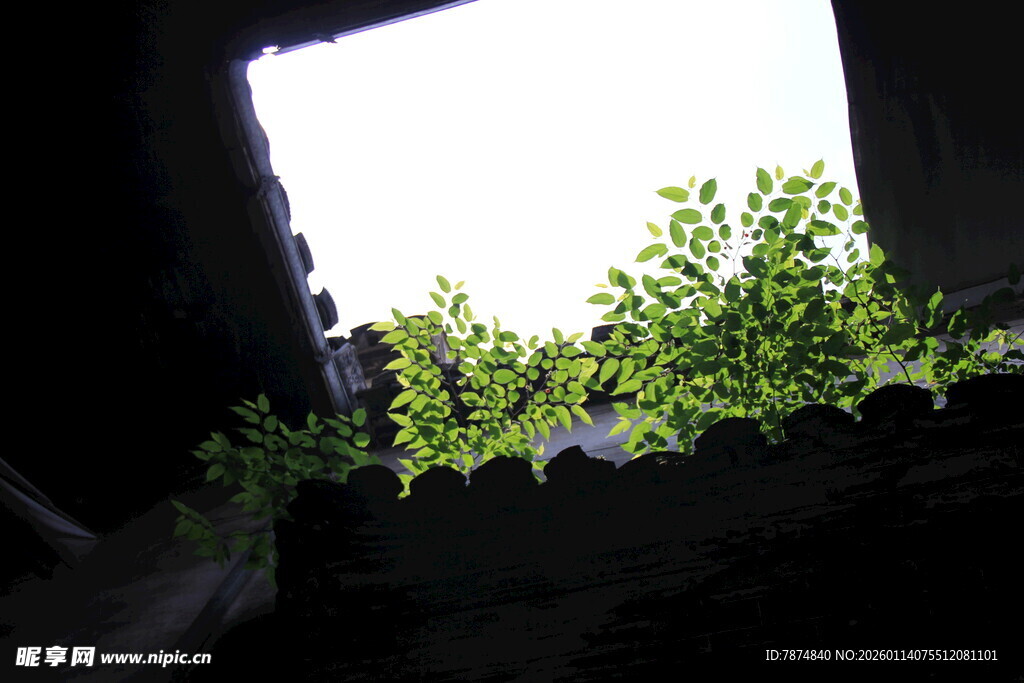 透过窗隙生长的嫩绿植物