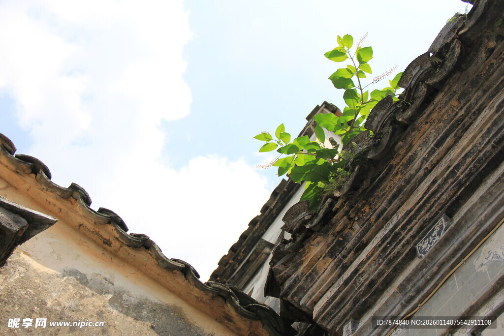 屋顶绿植添生机