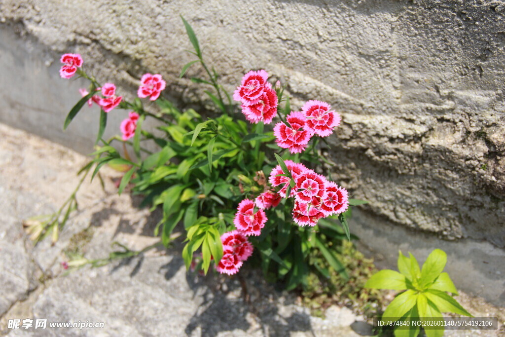 石缝中绽放的娇艳花朵