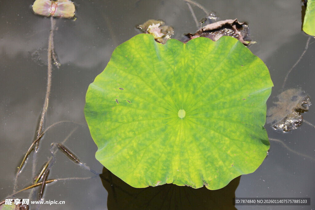 荷叶浮于水面的静谧景象