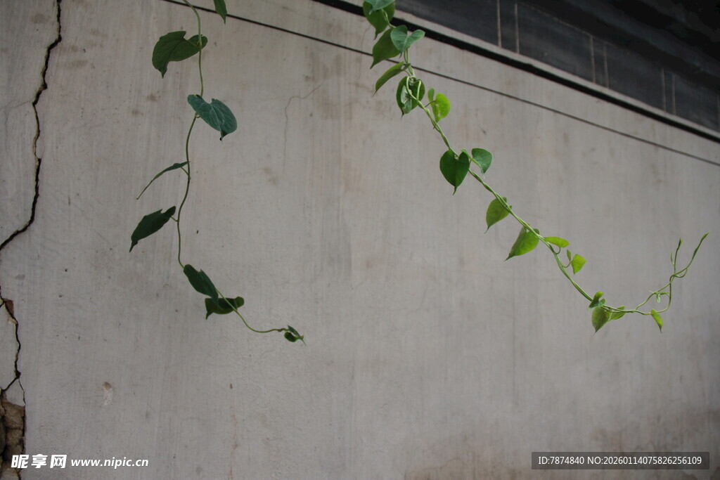 墙上攀爬的翠绿藤蔓