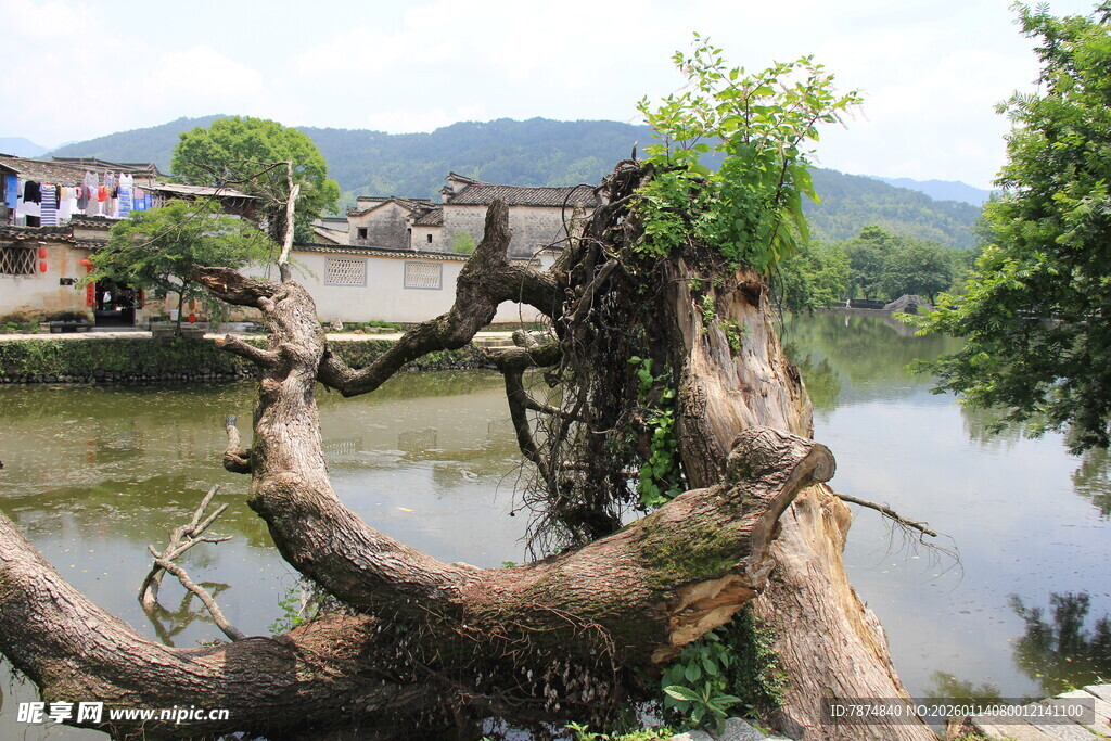 河边枯树根 自然独特景象
