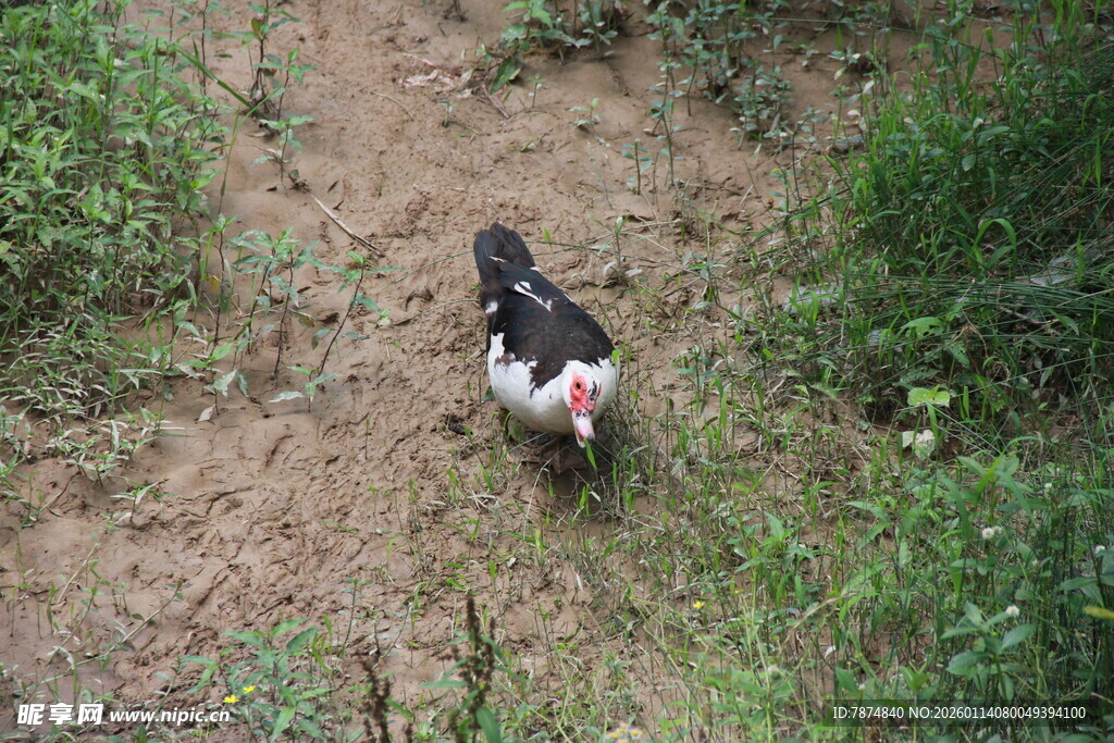 田间漫步的黑白鸡