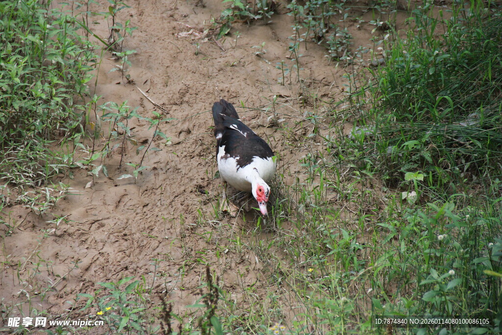 田间觅食的黑白花鸡