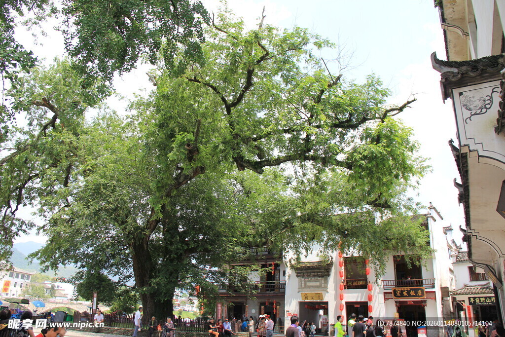 古树下的热闹街景