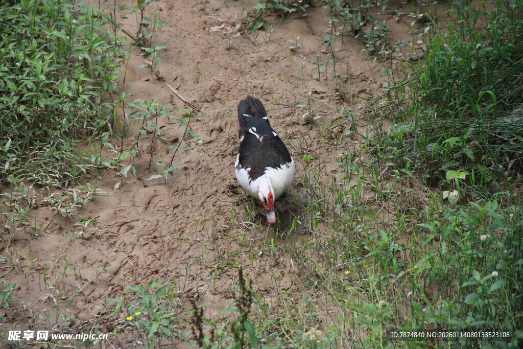 小径上的黑白鸡