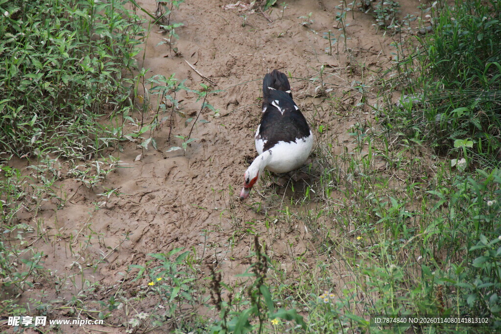 小路上行走的黑白鸭子