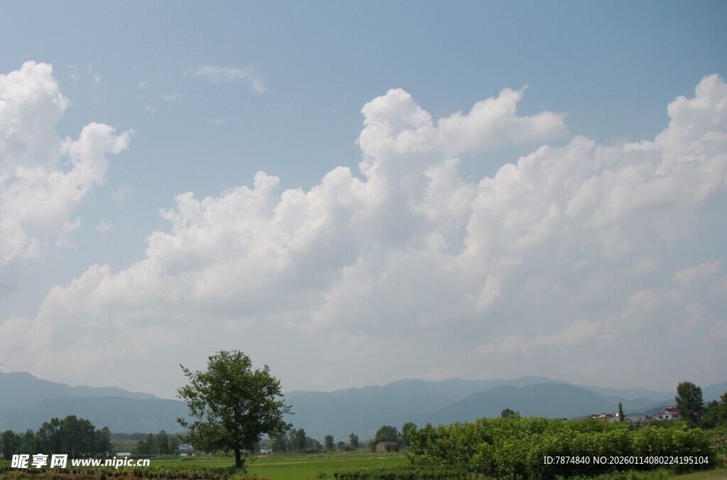 蓝天白云下的绿野孤树