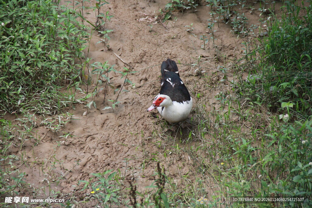 田间漫步的几只鸡