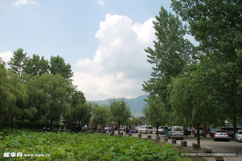 夏日荷塘边的林荫道路