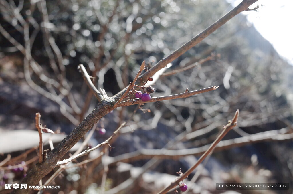 枝头小鸟栖于光秃枝干