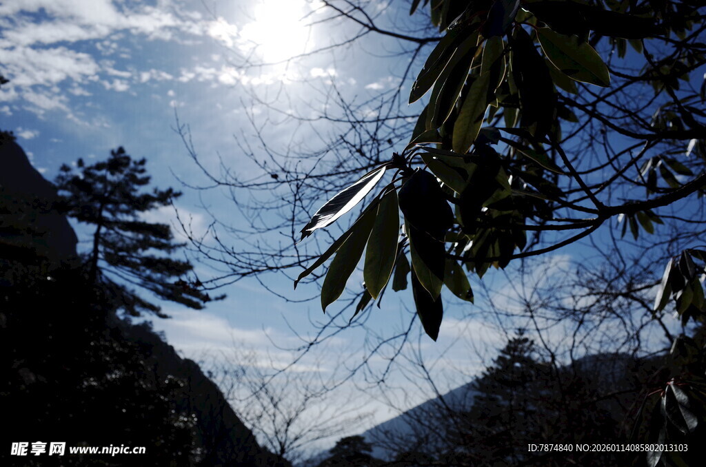 山间阳光透过枝叶的美景