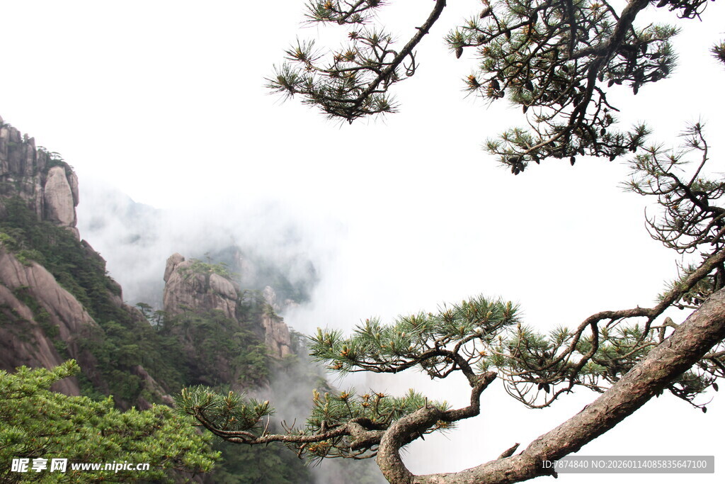 黄山奇松云雾缭绕美景