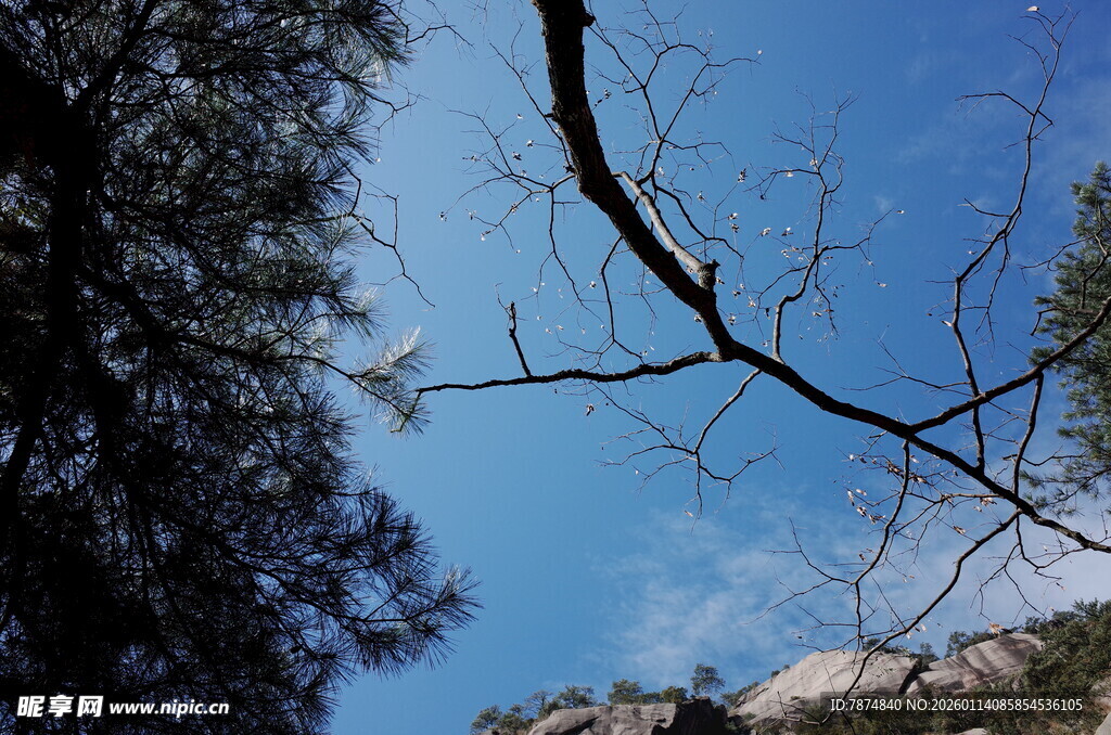 蓝天树枝下的自然景致
