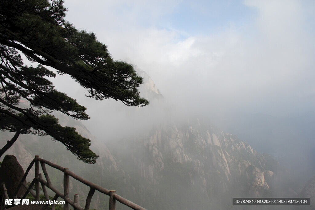 云雾中的黄山松景