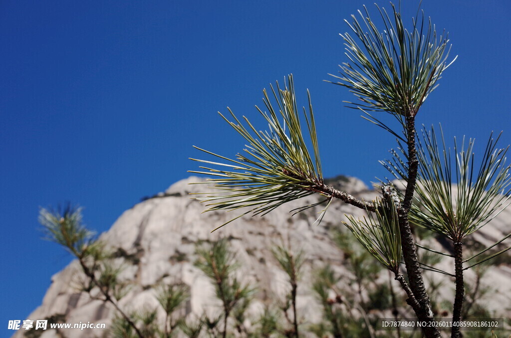岩石旁的翠绿松枝
