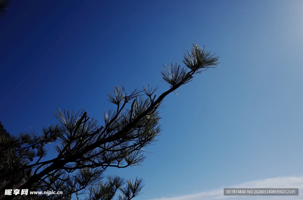 蓝天映衬下的松枝