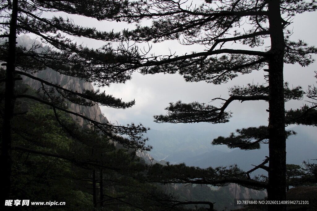山林间的松树枝桠景观