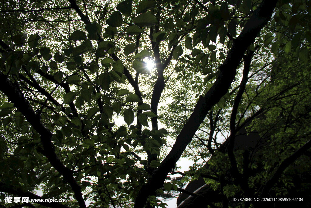 仰视茂密树林枝叶缝隙