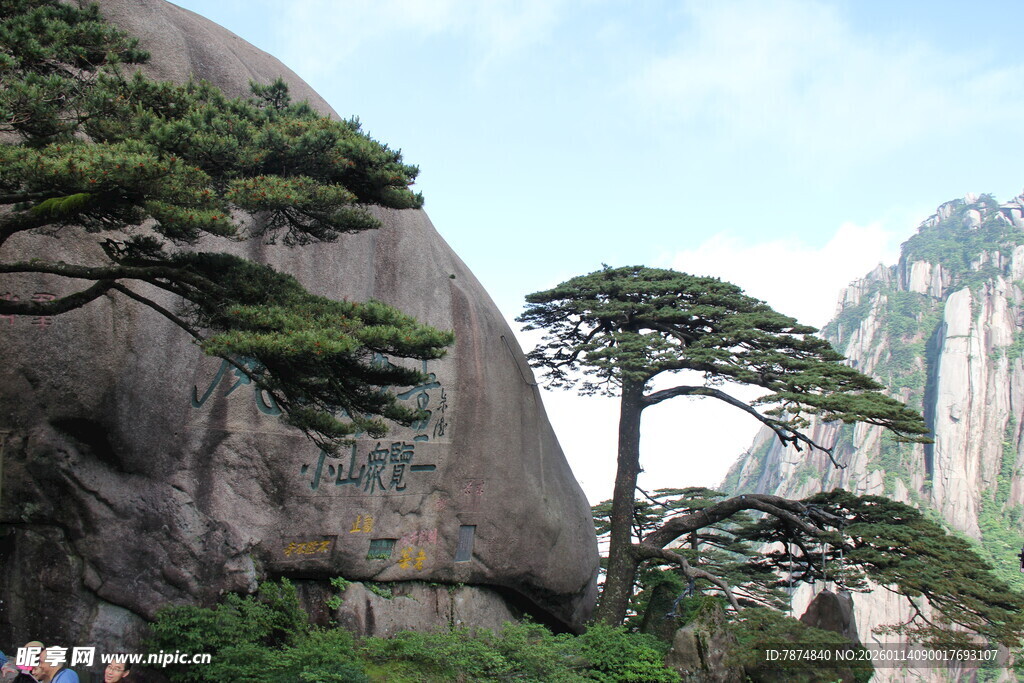 黄山奇松景观