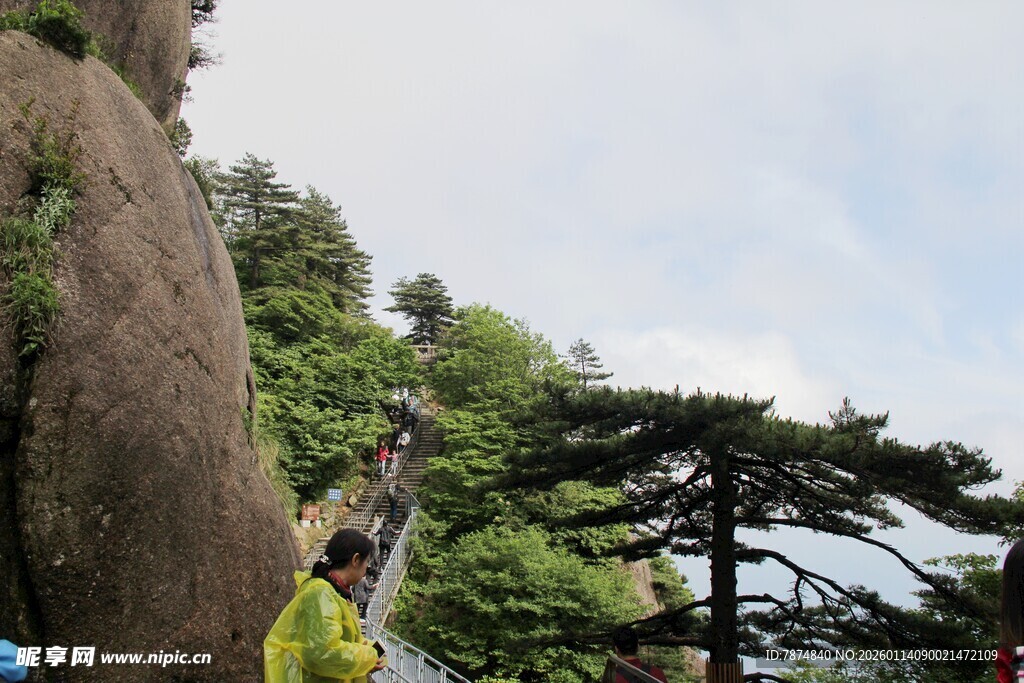 山间巨石旁的挺拔松树