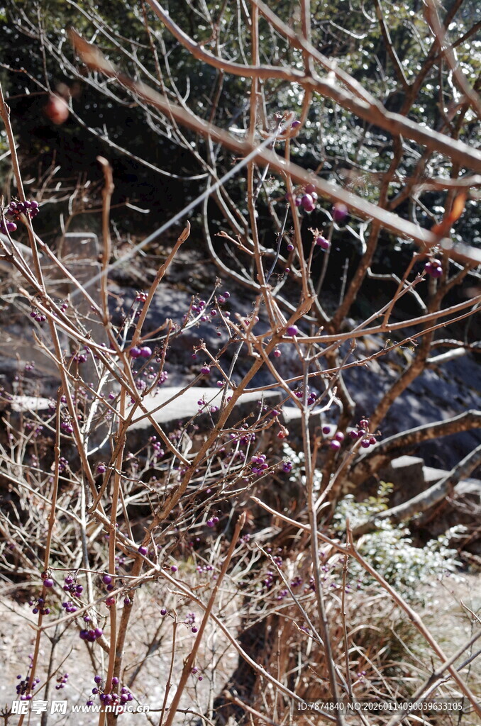 冬日枝头挂雪的萧瑟景象