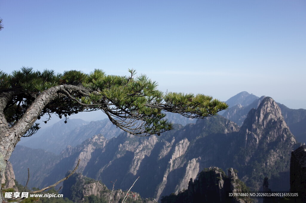 黄山奇峰旁的苍劲松树
