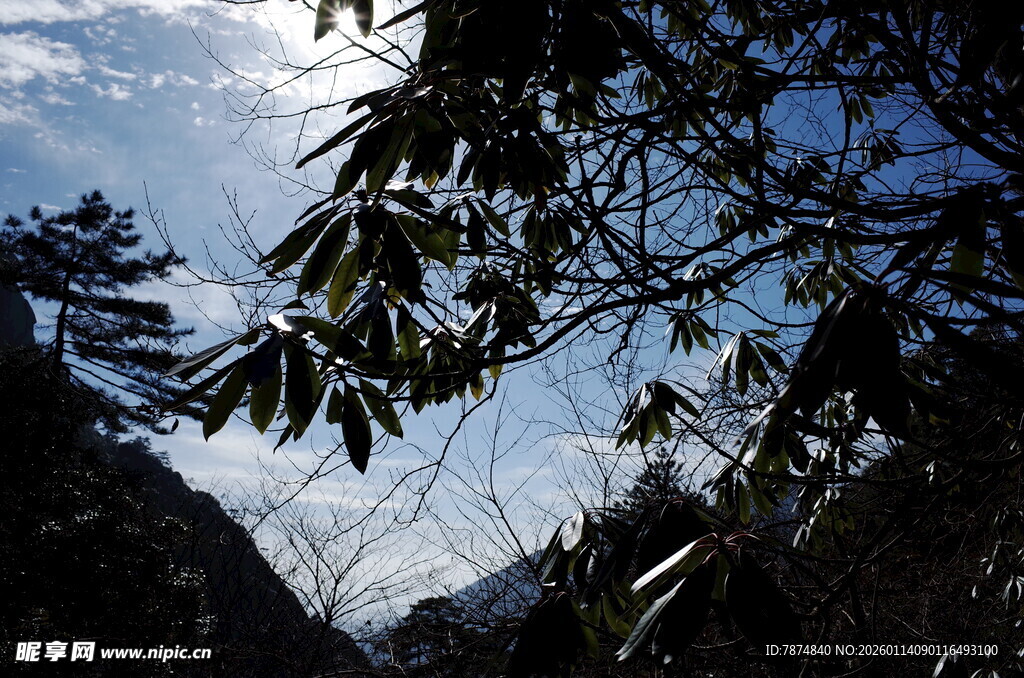 山林枝叶间的蓝天景致