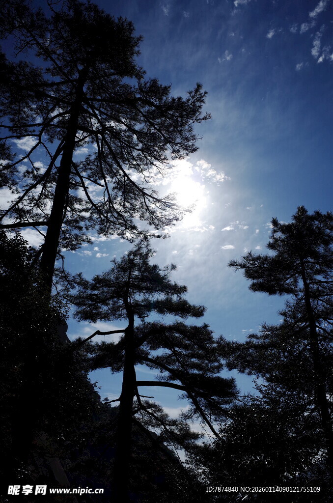 夜空下的挺拔松树