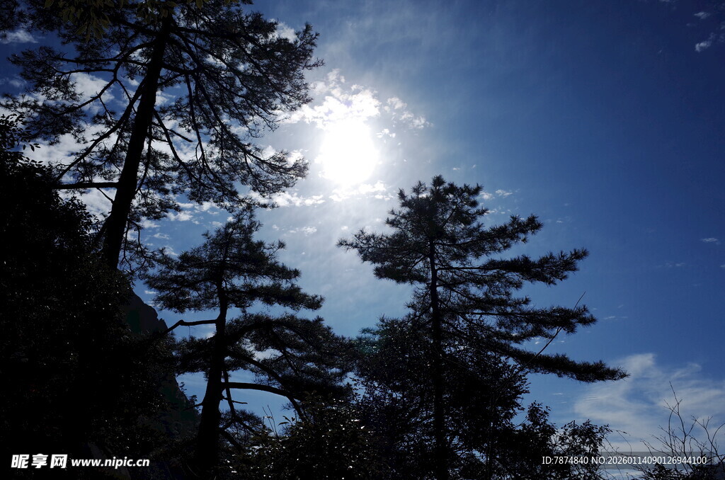 阳光穿透松林的美丽景象