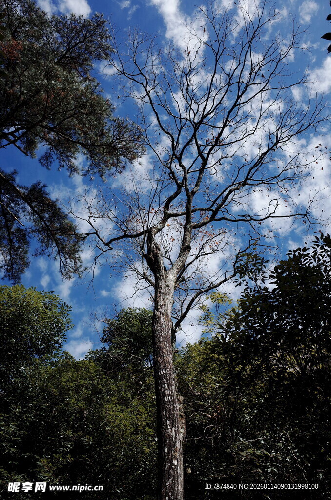 森林中挺拔光秃的树木
