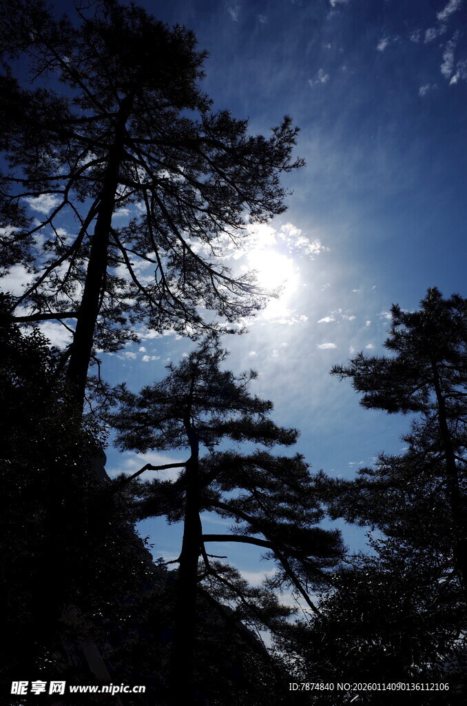 月夜下的松林美景