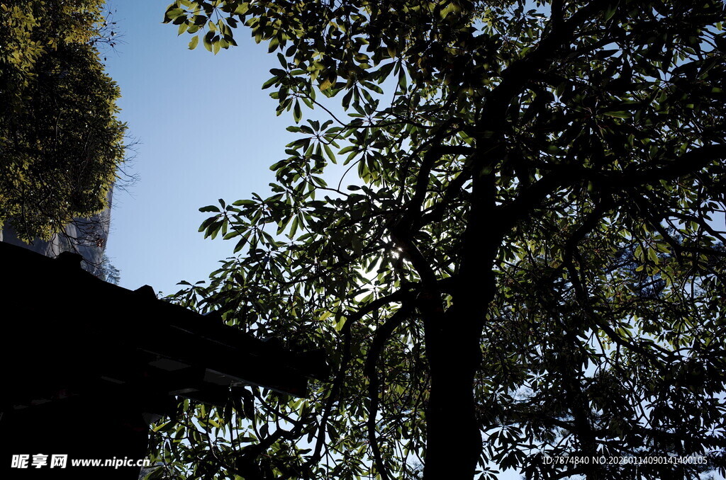 林间树梢下的光影景致