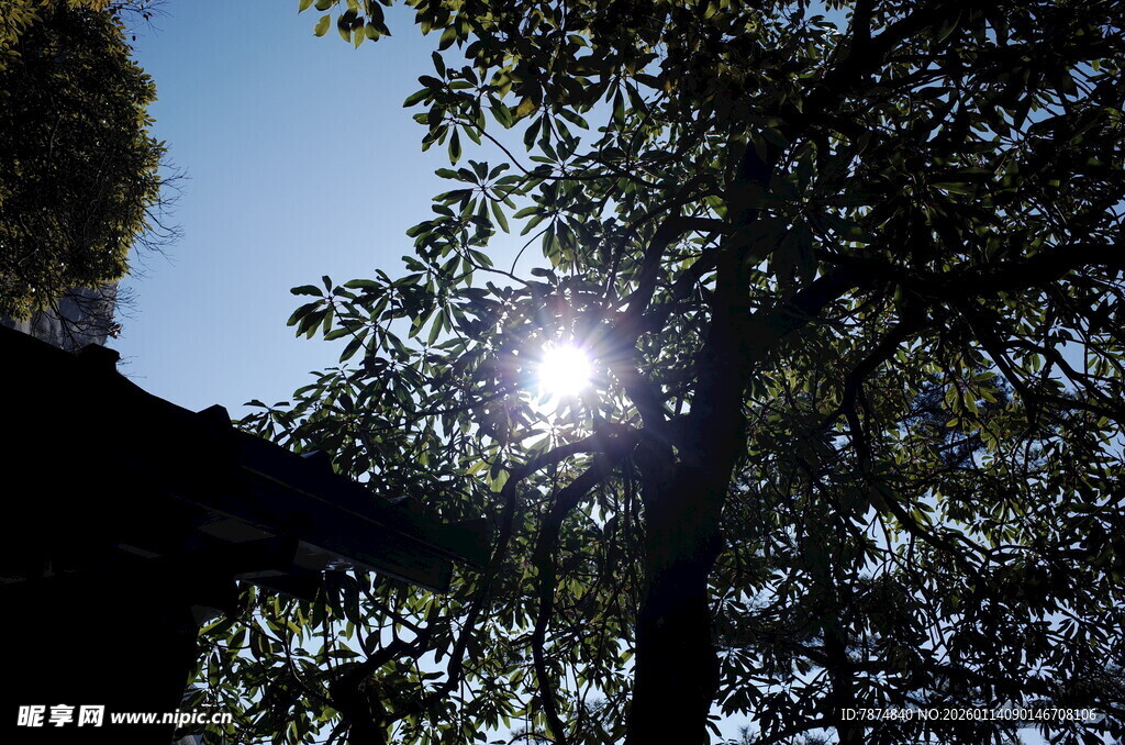 阳光透过树叶洒下美景