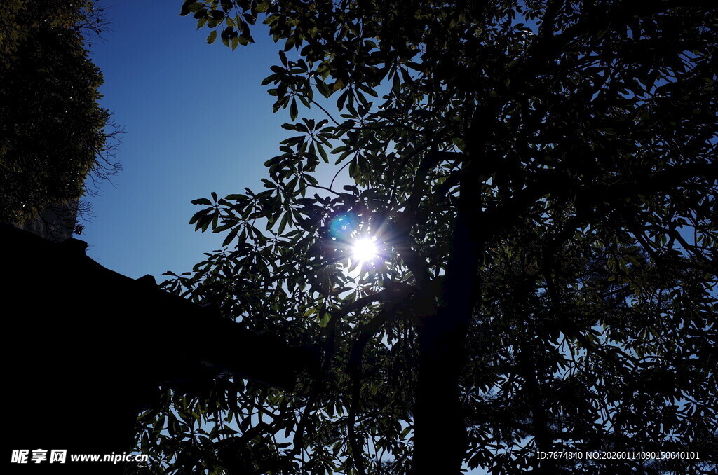 阳光透过树叶洒下的美景