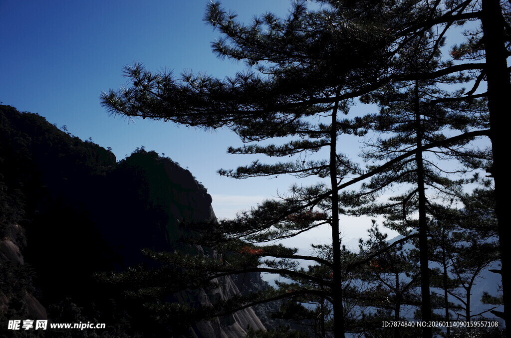 山林暮色中的挺拔松树