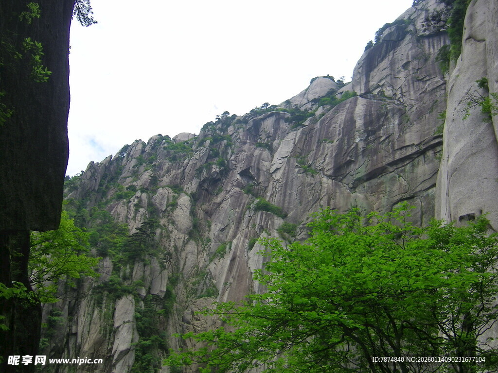 巍峨山壁旁的葱郁绿植
