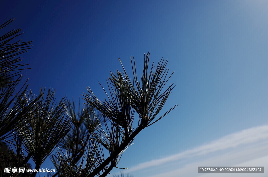 蓝天映衬下的松枝