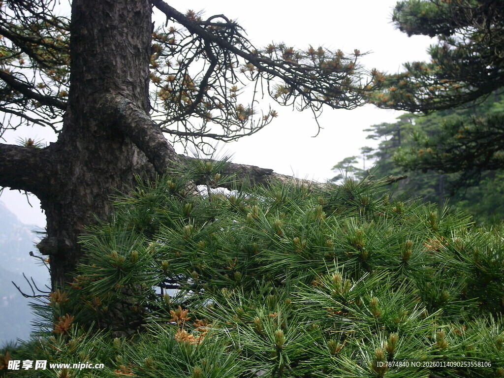 山林间的树木与繁茂植被