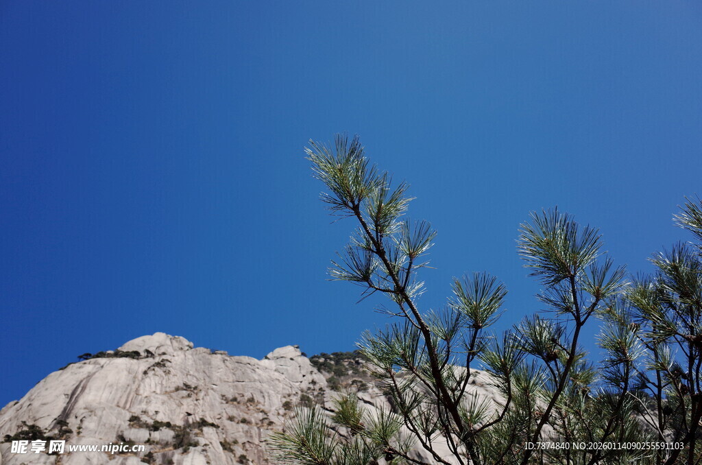 蓝天山石旁的翠绿枝叶
