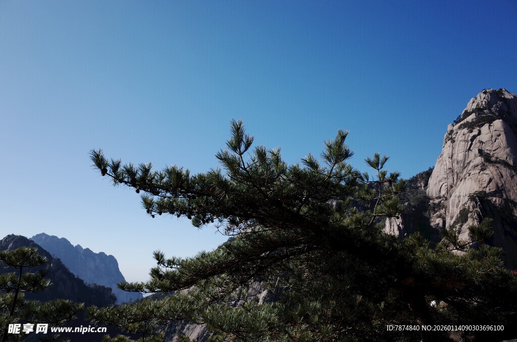 黄山松景