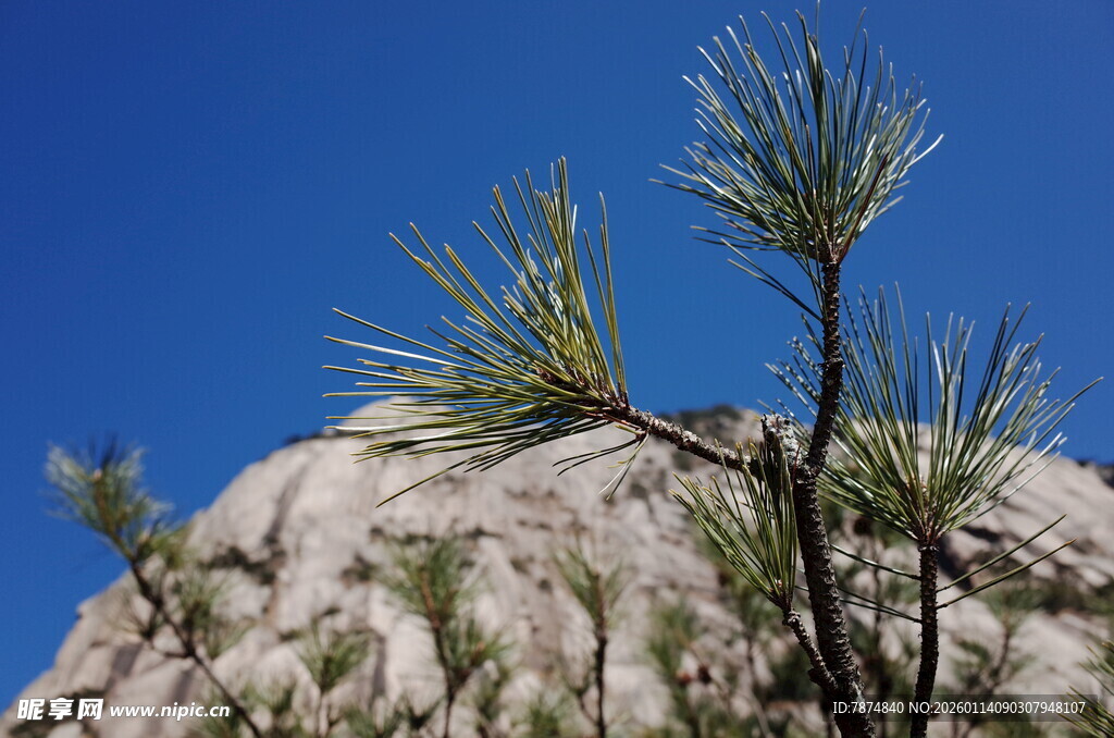 山巅松枝映蓝天